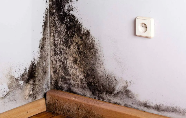 Schimmel an der Wand